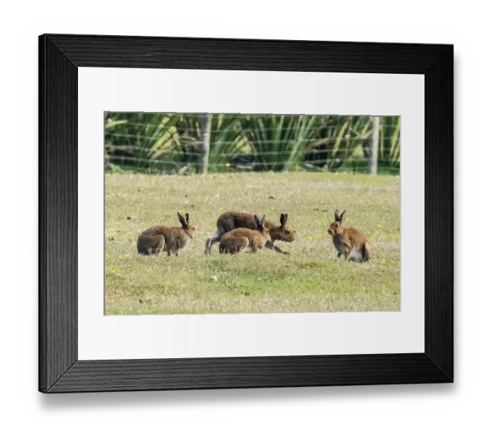 Framed Print : Four Mountain hares (Lepus timidus) socialising together on mahair pasture, seen through heat-haze, Rinroe Point, Belmullet, County Mayo, Republic of Ireland. July Framed Print : Four Mountain hares (Lepus timidus) socialising together on mahair pasture, seen through heat-haze, Rinroe Point, Belmullet, County Mayo, Republic of Ireland. July