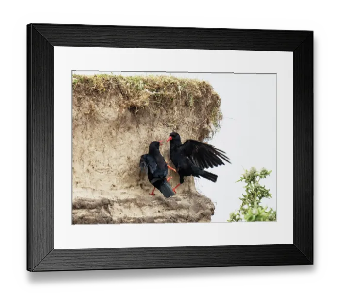 Framed Print : Red-billed choughs (Pyrrhocorax pyrrhocorax) pair, courtship and mutual feeding on an eroded sand bank, Rinroe Point, Belmullet, County Mayo, Republic of Ireland. July Framed Print : Red-billed choughs (Pyrrhocorax pyrrhocorax) pair, courtship and mutual feeding on an eroded sand bank, Rinroe Point, Belmullet, County Mayo, Republic of Ireland. July