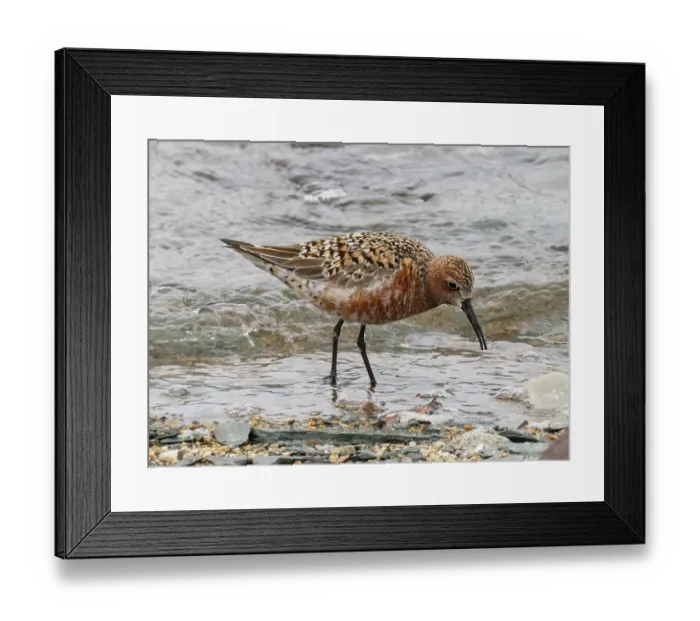 Framed Print : Curlew sandpiper (Calidris ferruginea) breeding plumage, feeding on the shoreline, Tana fjord, Finnmark, Norway. June Framed Print : Curlew sandpiper (Calidris ferruginea) breeding plumage, feeding on the shoreline, Tana fjord, Finnmark, Norway. June