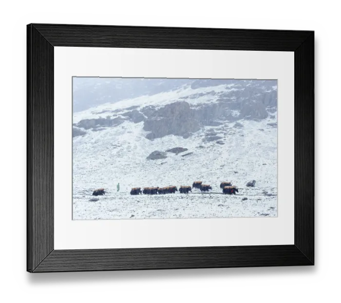 Framed Print : Caravan of Yaks (Bos mutus) carrying wooden beams in snowfall, at 4, 850 meters of altitude, coming down from Kang La Pass, Upper Dolpo, Himalayas, Nepal Framed Print : Caravan of Yaks (Bos mutus) carrying wooden beams in snowfall, at 4, 850 meters of altitude, coming down from Kang La Pass, Upper Dolpo, Himalayas, Nepal
