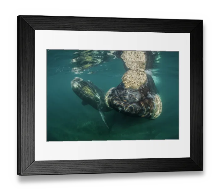 Framed Print : Southern right whale (Eubalaena australis) female with calf in the shallow protected waters of the Golfo Nuevo, Valdez Peninsula, Argentina Framed Print : Southern right whale (Eubalaena australis) female with calf in the shallow protected waters of the Golfo Nuevo, Valdez Peninsula, Argentina