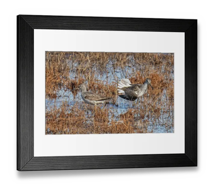 Framed Print : Common greenshanks (Tringa nebularia) pair, courtship display in marshland, Pokka, Lapland, Finland. May Framed Print : Common greenshanks (Tringa nebularia) pair, courtship display in marshland, Pokka, Lapland, Finland. May