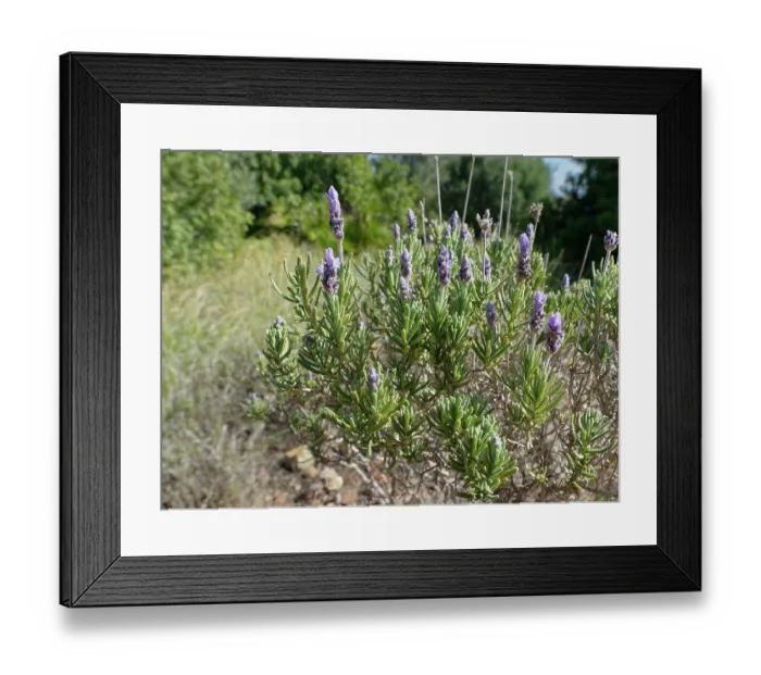 Framed Print : Fringed  /  French lavender (Lavandula dentata) in flower, Cabo de Gata-Nijar Natural Park, Almeria, Spain. March