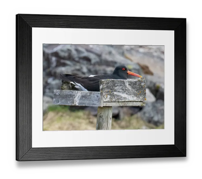 Framed Print : Eurasian oystercatcher (Haematopus ostralegus) incubating eggs in a man-made nesting tray, Porsanger Fjord, Finnmark, Norway. May Framed Print : Eurasian oystercatcher (Haematopus ostralegus) incubating eggs in a man-made nesting tray, Porsanger Fjord, Finnmark, Norway. May