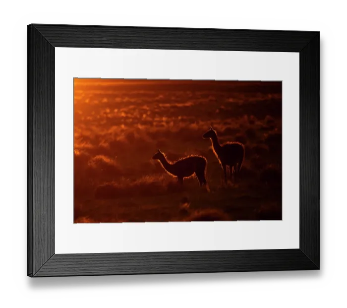Framed Print : Two Guanacos (Lama guanicoe) female and calf standing in grassland backlit at sunset, La Pampa Province, Patagonia, Argentina