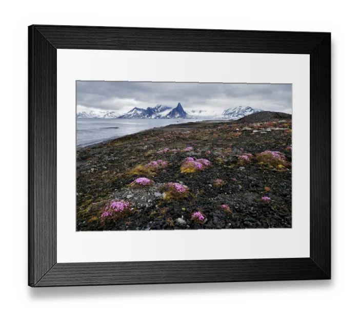 Framed Print : Purple mountain saxifrage (Saxifraga oppositifolia) in bloom in Treskelen old morraine, Hornsund fjord, Svalbard archipelago, Norway. July