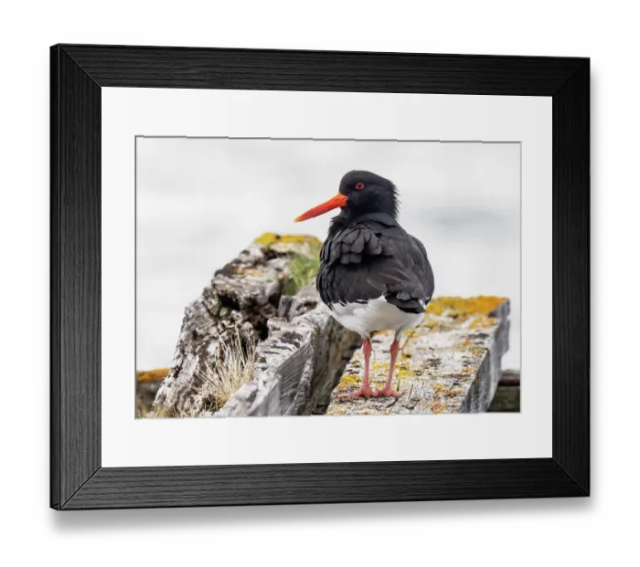 Framed Print : Eurasian oystercatcher (Haematopus ostralegus) standing guard on an old pier sleeper, Sandvik, Porsanger Fjord, Finnmark, Norway. May Framed Print : Eurasian oystercatcher (Haematopus ostralegus) standing guard on an old pier sleeper, Sandvik, Porsanger Fjord, Finnmark, Norway. May