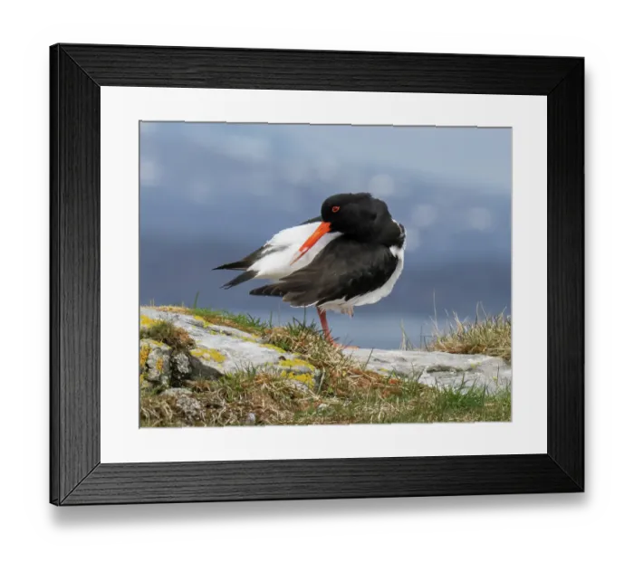 Framed Print : Eurasian oystercatcher (Haematopus ostralegus) preening on a grassy knoll, Sandvik, Porsanger Fjord, Finnmark, Norway. May Framed Print : Eurasian oystercatcher (Haematopus ostralegus) preening on a grassy knoll, Sandvik, Porsanger Fjord, Finnmark, Norway. May