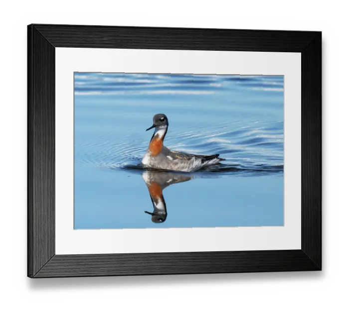 Framed Print : Red-necked phalarope (Phalaropus lobatus) female, swimming across a lake, Batsfjord Fjellet, Finnmark, Norway. June