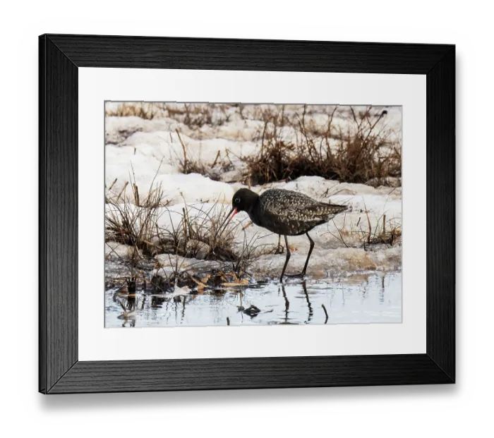 Framed Print : Spotted redshank (Tringa erythropus) feeding and calling from a meltwater channel in marshland, Pokka, Lapland, Finland. May Framed Print : Spotted redshank (Tringa erythropus) feeding and calling from a meltwater channel in marshland, Pokka, Lapland, Finland. May