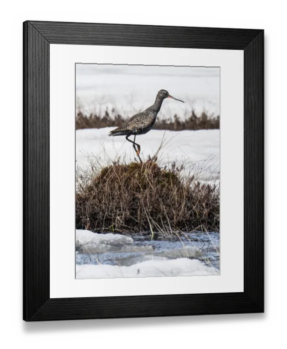 Framed Print : Spotted redshank (Tringa erythropus) standing on a clump of vegetation on a frozen lake, Pokka, Lapland, Finland. May Framed Print : Spotted redshank (Tringa erythropus) standing on a clump of vegetation on a frozen lake, Pokka, Lapland, Finland. May