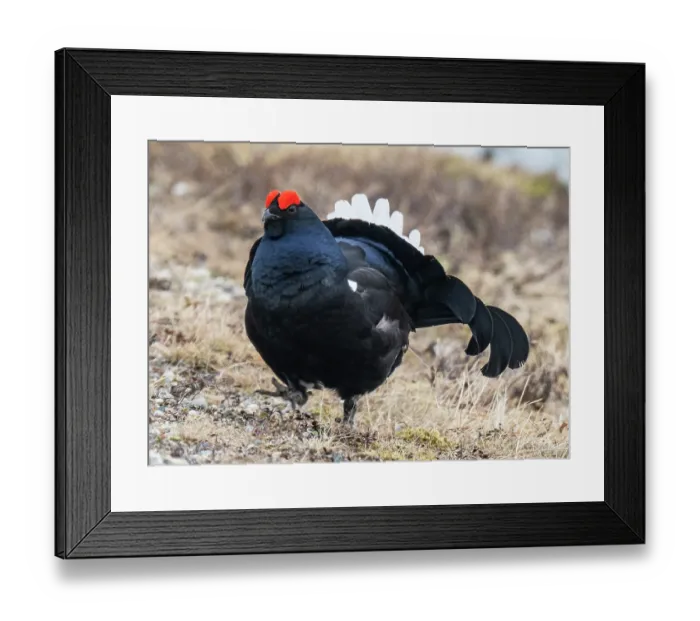 Framed Print : Black grouse (Lyrurus tetrix) male displaying and posturing by raising its tail feathers and strutting, Pokka, Lapland, Finland. May Framed Print : Black grouse (Lyrurus tetrix) male displaying and posturing by raising its tail feathers and strutting, Pokka, Lapland, Finland. May
