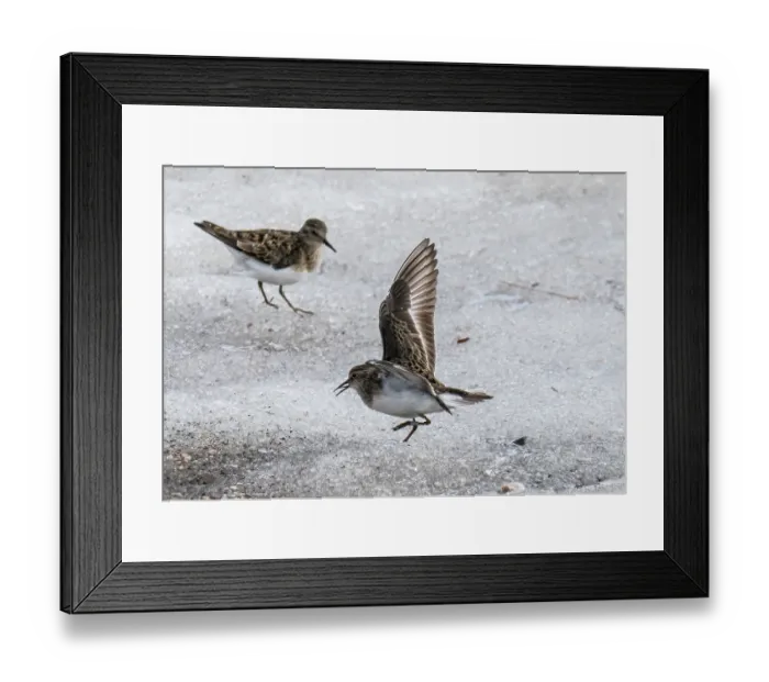 Framed Print : Temminck's stints (Calidris temminckii) pair, male singing and courtship displaying to female, Gedjnes, Finnmark, Norway. May Framed Print : Temminck's stints (Calidris temminckii) pair, male singing and courtship displaying to female, Gedjnes, Finnmark, Norway. May