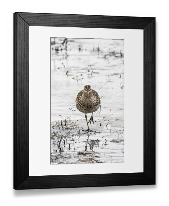 Framed Print : Whimbrel (Numenius phaeopus) walking across icy marshland, Pokka, Lapland, Finland. May Framed Print : Whimbrel (Numenius phaeopus) walking across icy marshland, Pokka, Lapland, Finland. May