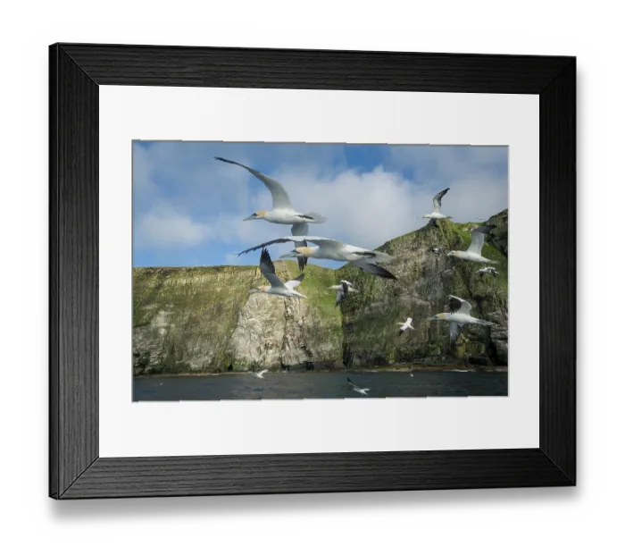 Framed Print : Northern gannets (Morus bassanus) flock in flight around coastal cliffs, Noss National Nature Reserve, Shetland Isles, Scotland, UK. May Framed Print : Northern gannets (Morus bassanus) flock in flight around coastal cliffs, Noss National Nature Reserve, Shetland Isles, Scotland, UK. May