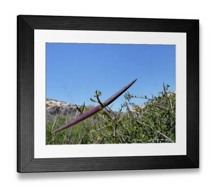 Framed Print : Silk vine (Periploca laevigata angustifolia) ripening seed pods among arid, coastal scrubland, Cabo de Gata-Nijar Natural Park, Almeria, Spain. March Framed Print : Silk vine (Periploca laevigata angustifolia) ripening seed pods among arid, coastal scrubland, Cabo de Gata-Nijar Natural Park, Almeria, Spain. March