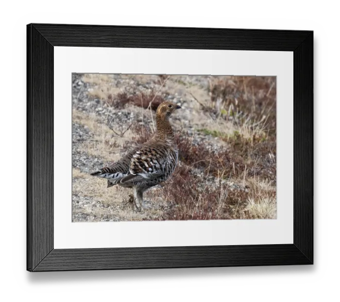 Framed Print : Black grouse (Lyrurus tetrix) female standing by roadside verge, Pokka, Lapland, Finland. May Framed Print : Black grouse (Lyrurus tetrix) female standing by roadside verge, Pokka, Lapland, Finland. May