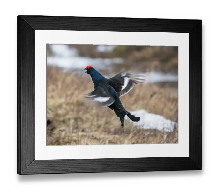 Framed Print : Black grouse (Lyrurus tetrix) male calling and display flighting at the edge of the lekking site, Pokka, Lapland, Finland. May
