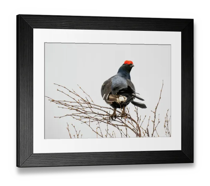 Framed Print : Black grouse (Lyrurus tetrix) male perched in a tree overlooking the lekking site, Pokka, Lapland, Finland. May Framed Print : Black grouse (Lyrurus tetrix) male perched in a tree overlooking the lekking site, Pokka, Lapland, Finland. May