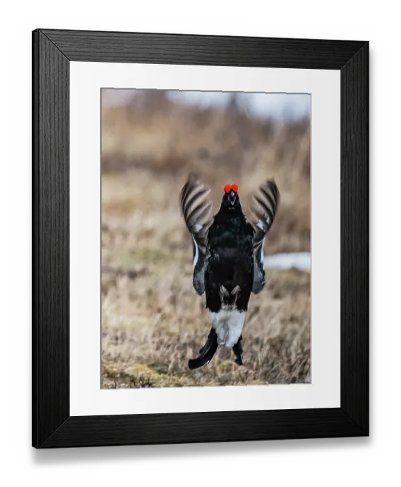 Framed Print : Black grouse (Lyrurus tetrix) male calling and display flighting at the edge of the lekking site, Pokka, Lapland, Finland. May Framed Print : Black grouse (Lyrurus tetrix) male calling and display flighting at the edge of the lekking site, Pokka, Lapland, Finland. May