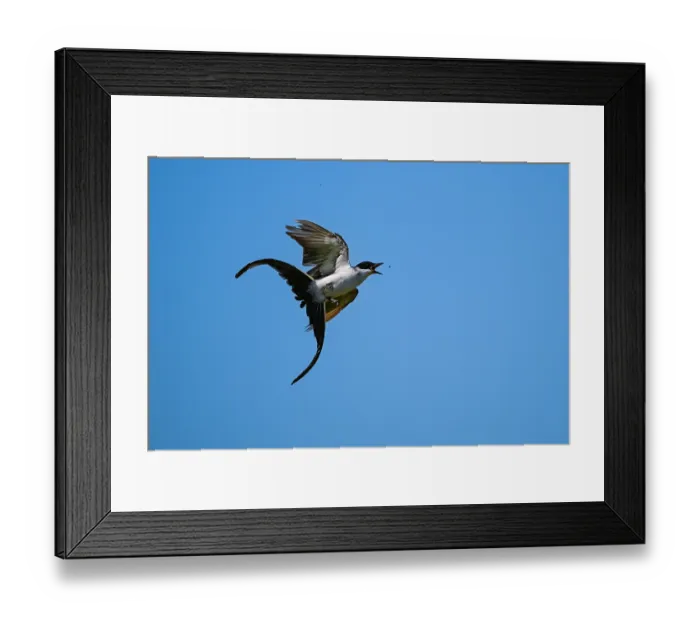 Framed Print : Fork tailed flycatcher (Tyrannus savana) in flight, La Pampa Province, Argentina Framed Print : Fork tailed flycatcher (Tyrannus savana) in flight, La Pampa Province, Argentina