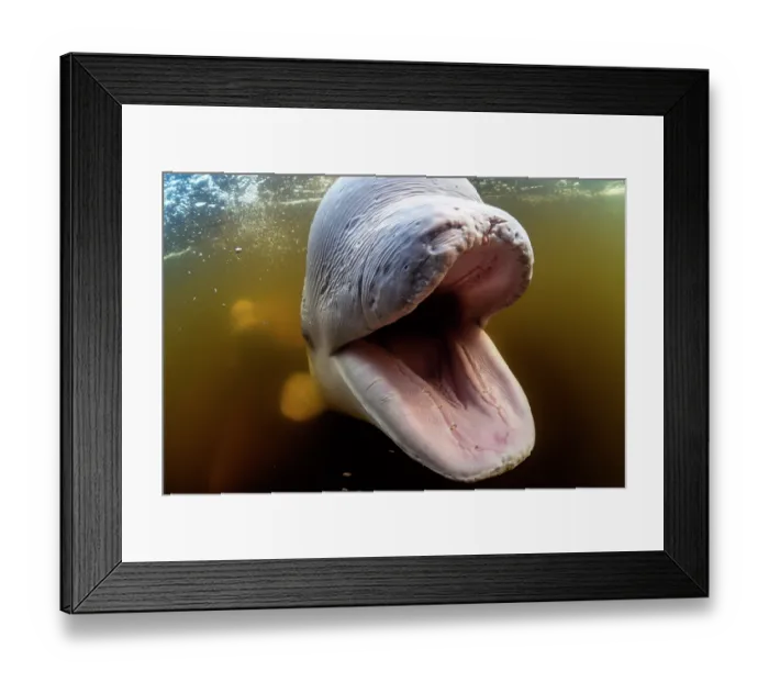 Framed Print : Beluga whale (Delphinapterus leucas) with mouth open, head portrait, Churchill River, Manitoba, Canada. July Framed Print : Beluga whale (Delphinapterus leucas) with mouth open, head portrait, Churchill River, Manitoba, Canada. July
