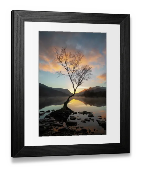 Framed Print : Silver birch (Betula pendula) backlit at sunrise with Snowdon / Yr Wyddfa in background, Llyn Padarn, Llanberis, Eryri National Park / Snowdonia, North Wales, UK. November, 2024 Framed Print : Silver birch (Betula pendula) backlit at sunrise with Snowdon / Yr Wyddfa in background, Llyn Padarn, Llanberis, Eryri National Park / Snowdonia, North Wales, UK. November, 2024