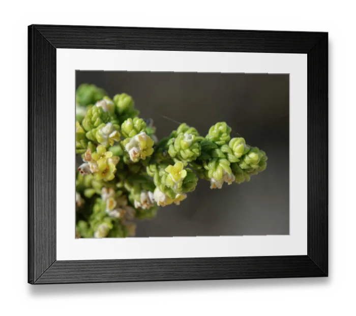 Framed Print : Shaggy sparrow-wort (Thymelaea hirsuta) flowers, Cabo de Gata-Nijar Natural Park, Almeria, Spain. March Framed Print : Shaggy sparrow-wort (Thymelaea hirsuta) flowers, Cabo de Gata-Nijar Natural Park, Almeria, Spain. March