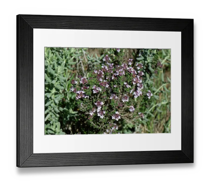 Framed Print : Winter thyme (Thymus hyemalis) in flower, Cabo de Gata-Nijar Natural Park, Almeria, Spain. March Framed Print : Winter thyme (Thymus hyemalis) in flower, Cabo de Gata-Nijar Natural Park, Almeria, Spain. March