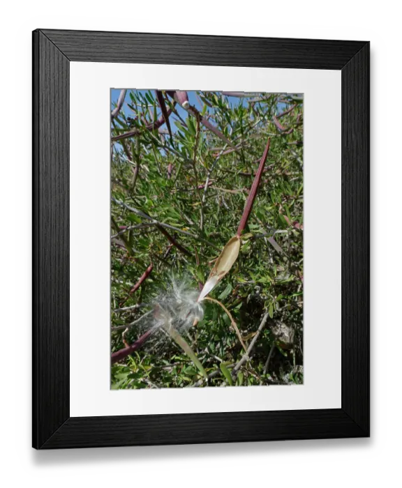 Framed Print : Feathery seeds bursting from a ripe, split-open pod of Silk vine (Periploca laevigata angustifolia), Cabo de Gata-Nijar Natural Park, Almeria, Spain. March Framed Print : Feathery seeds bursting from a ripe, split-open pod of Silk vine (Periploca laevigata angustifolia), Cabo de Gata-Nijar Natural Park, Almeria, Spain. March