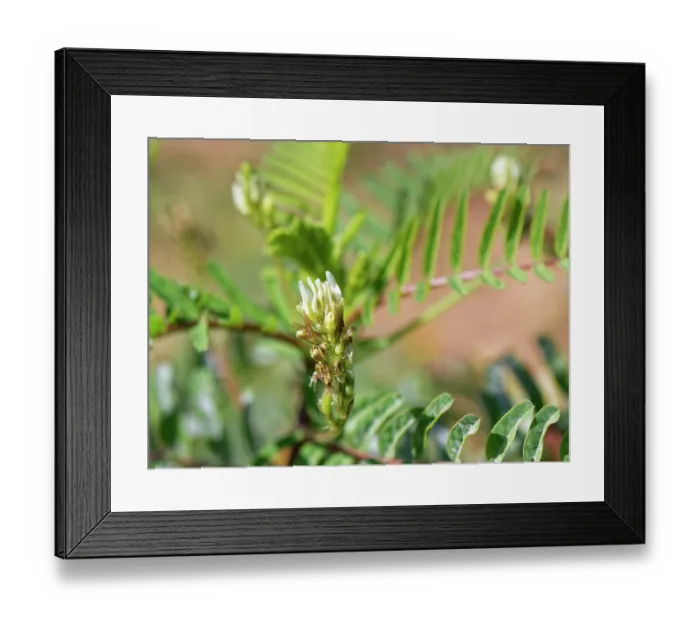 Framed Print : Yellow milk vetch (Astragalus boeticus) in flower, Cabo de Gata-Nijar Natural Park, Almeria, Spain. March Framed Print : Yellow milk vetch (Astragalus boeticus) in flower, Cabo de Gata-Nijar Natural Park, Almeria, Spain. March