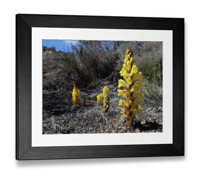 Framed Print : Yellow broomrape (Cistanche phelypaea) in flower, parasitic on Amaranthaceae plants, Yesos de Sorbas Natural Area, Almeria, Spain. March Framed Print : Yellow broomrape (Cistanche phelypaea) in flower, parasitic on Amaranthaceae plants, Yesos de Sorbas Natural Area, Almeria, Spain. March