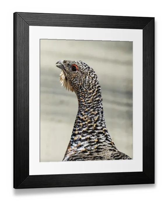 Framed Print : Western capercaillie (Tetrao urogallus) female head portrait, Pokka, Lapland, Finland. May Framed Print : Western capercaillie (Tetrao urogallus) female head portrait, Pokka, Lapland, Finland. May