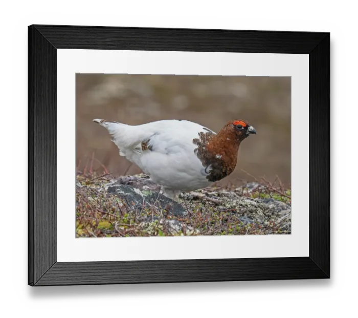 Framed Print : Willow ptarmigan (Lagopus lagopus) male walking in breeding territory, Skallelva valley, Varanger Fjord, Finnmark, Norway. June Framed Print : Willow ptarmigan (Lagopus lagopus) male walking in breeding territory, Skallelva valley, Varanger Fjord, Finnmark, Norway. June