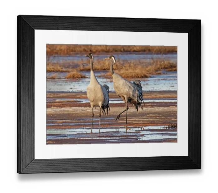 Framed Print : Common cranes (Grus grus) pair meeting on marshland, Pokka, Lapland, Finland. May Framed Print : Common cranes (Grus grus) pair meeting on marshland, Pokka, Lapland, Finland. May