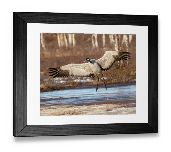 Framed Print : Common crane (Grus grus) landing on marshland, Pokka, Lapland, Finland. May Framed Print : Common crane (Grus grus) landing on marshland, Pokka, Lapland, Finland. May