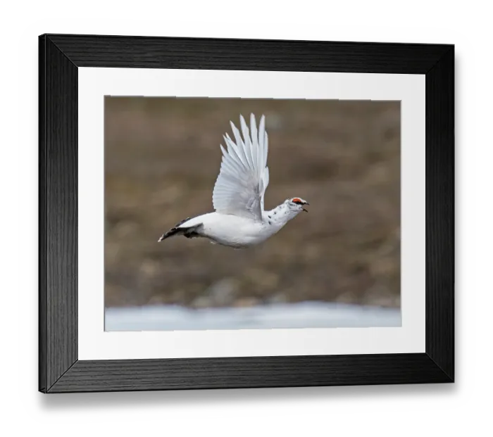 Framed Print : Rock ptarmigan (Lagopus muta) male in flight and calling over territory, Batsfjordfjellet, Finnmark, Norway. June Framed Print : Rock ptarmigan (Lagopus muta) male in flight and calling over territory, Batsfjordfjellet, Finnmark, Norway. June