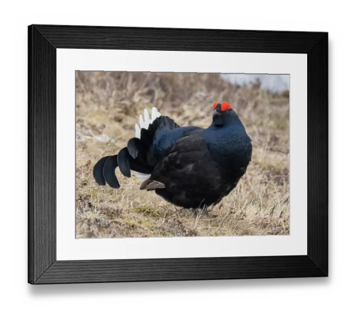 Framed Print : RF - Black grouse (Lyrurus tetrix) male, displaying and posturing by raising its tail feathers and strutting, Pokka, Lapland, Finland. May Framed Print : RF - Black grouse (Lyrurus tetrix) male, displaying and posturing by raising its tail feathers and strutting, Pokka, Lapland, Finland. May