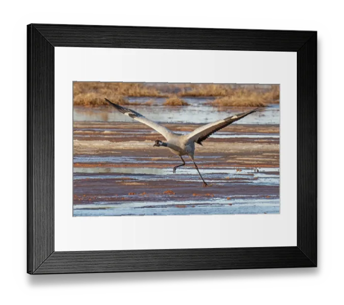 Framed Print : Common crane (Grus grus) taking off from marshland, Pokka, Lapland, Finland. May