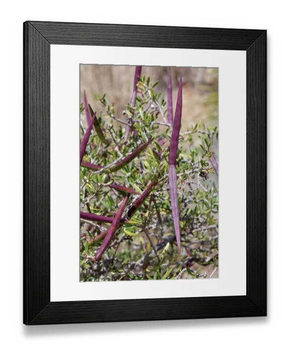 Framed Print : Ripening seed pods of Silk vine (Periploca laevigata angustifolia), Cabo de Gata-Nijar Natural Park, Almeria, Spain. March Framed Print : Ripening seed pods of Silk vine (Periploca laevigata angustifolia), Cabo de Gata-Nijar Natural Park, Almeria, Spain. March