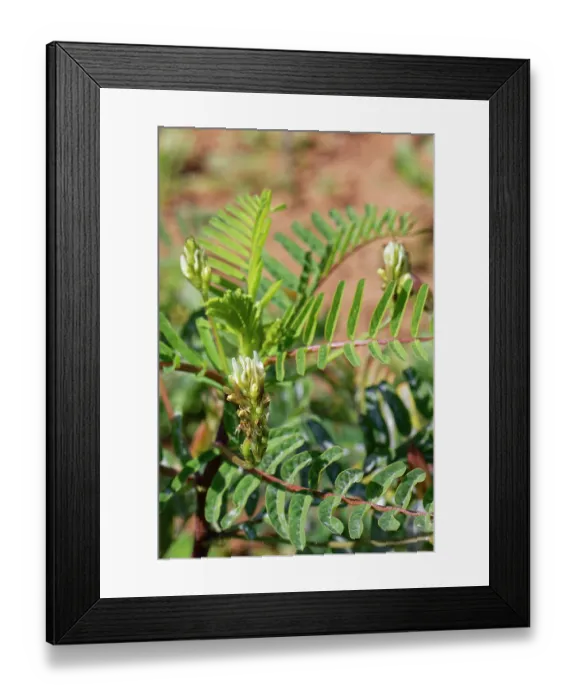Framed Print : Yellow milk vetch (Astragalus boeticus) in flower, Cabo de Gata-Nijar Natural Park, Almeria, Spain. March Framed Print : Yellow milk vetch (Astragalus boeticus) in flower, Cabo de Gata-Nijar Natural Park, Almeria, Spain. March