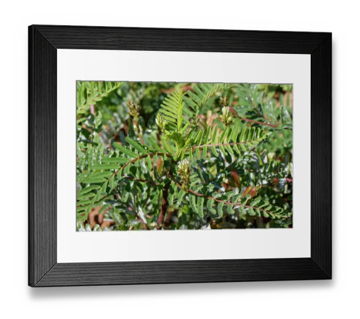 Framed Print : Yellow milk vetch (Astragalus boeticus) in flower, Cabo de Gata-Nijar Natural Park, Almeria, Spain. March Framed Print : Yellow milk vetch (Astragalus boeticus) in flower, Cabo de Gata-Nijar Natural Park, Almeria, Spain. March