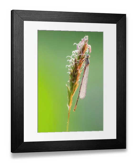 Framed Print : Azure damselfly (Coenagrion puella) teneral, covered in dew in morning light, Broxwater, North Cornwall, England, UK. May Framed Print : Azure damselfly (Coenagrion puella) teneral, covered in dew in morning light, Broxwater, North Cornwall, England, UK. May