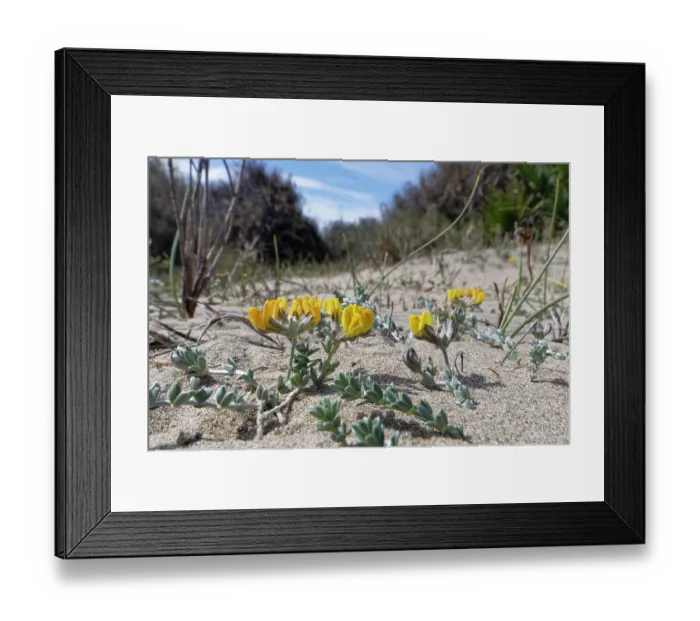 Framed Print : Southern bird's-foot trefoil (Lotus creticus) flowering on sand dunes, Cabo de Gata-Nijar Natural Park, Almeria, Spain. March Framed Print : Southern bird's-foot trefoil (Lotus creticus) flowering on sand dunes, Cabo de Gata-Nijar Natural Park, Almeria, Spain. March