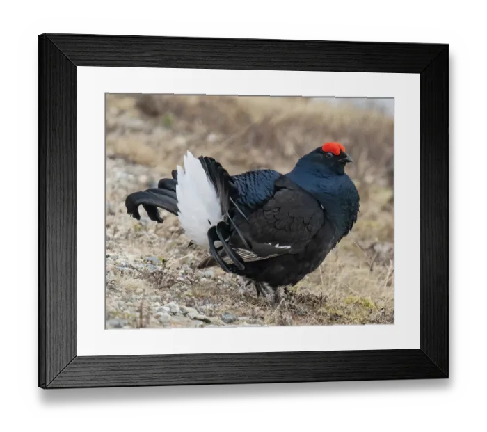 Framed Print : RF - Black grouse (Lyrurus tetrix) male, displaying and posturing by raising its tail feathers and strutting, Pokka, Lapland, Finland. May Framed Print : RF - Black grouse (Lyrurus tetrix) male, displaying and posturing by raising its tail feathers and strutting, Pokka, Lapland, Finland. May