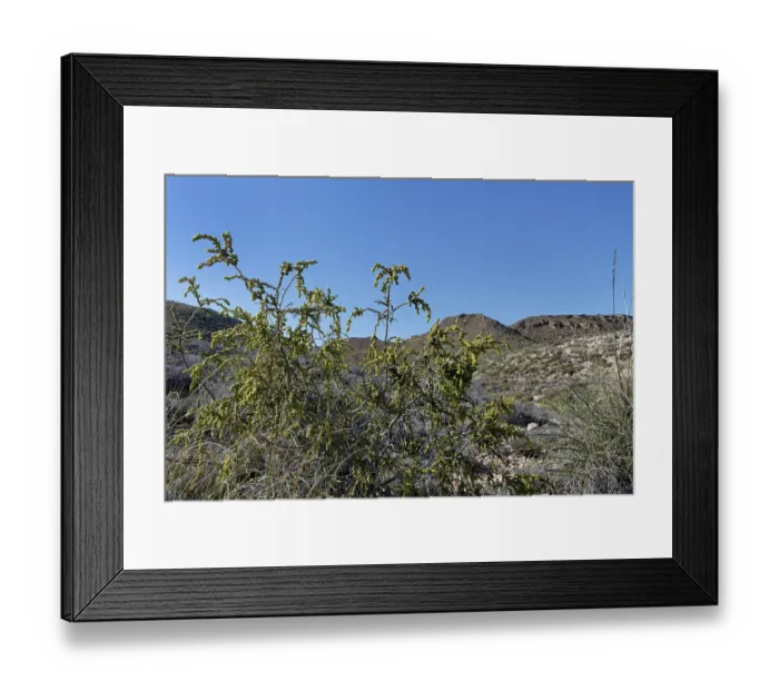 Framed Print : Shaggy sparrow-wort (Thymelaea hirsuta) bush flowering in arid coastal scrubland, Cabo de Gata-Nijar Natural Park, Almeria, Spain. March Framed Print : Shaggy sparrow-wort (Thymelaea hirsuta) bush flowering in arid coastal scrubland, Cabo de Gata-Nijar Natural Park, Almeria, Spain. March