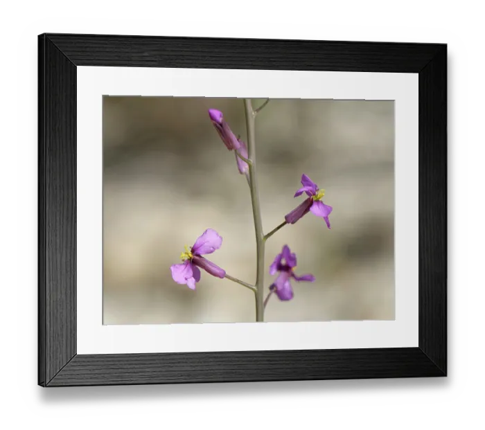Framed Print : Violet cabbage (Moricandia moricandioides) in flower, Yesos de Sorbas Natural Area, Almeria, Spain. March Framed Print : Violet cabbage (Moricandia moricandioides) in flower, Yesos de Sorbas Natural Area, Almeria, Spain. March