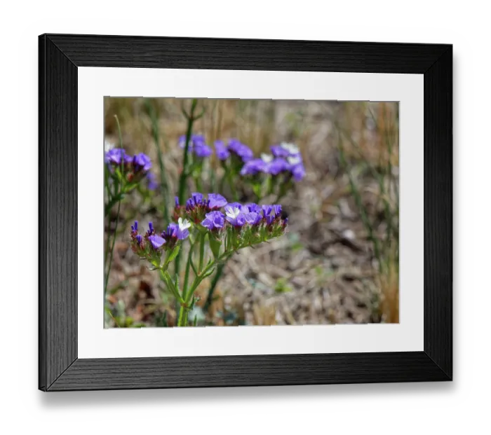 Framed Print : Wavyleaf sea lavender (Limonium sinuatum) flowering, Cabo de Gata-Nijar Natural Park, Almeria, Spain. March Framed Print : Wavyleaf sea lavender (Limonium sinuatum) flowering, Cabo de Gata-Nijar Natural Park, Almeria, Spain. March