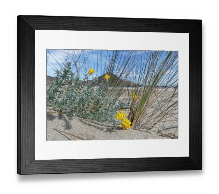 Framed Print : Southern bird's-foot trefoil (Lotus creticus) flowering on sand dunes, Cabo de Gata-Nijar Natural Park, Almeria, Spain. March Framed Print : Southern bird's-foot trefoil (Lotus creticus) flowering on sand dunes, Cabo de Gata-Nijar Natural Park, Almeria, Spain. March