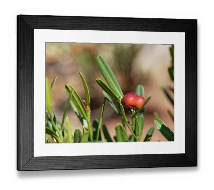 Framed Print : Spurge olive (Cneorum tricoccon) bush with distinctive red fruits in a cluster of three, Cabo de Gata-Nijar Natural Park, Almeria, Spain. March Framed Print : Spurge olive (Cneorum tricoccon) bush with distinctive red fruits in a cluster of three, Cabo de Gata-Nijar Natural Park, Almeria, Spain. March